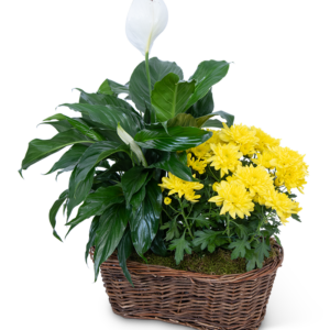 Double Plant Basket