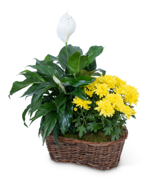 Double Plant Basket