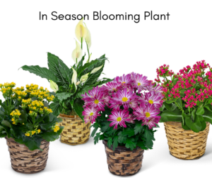 In-Season Blooming Plant