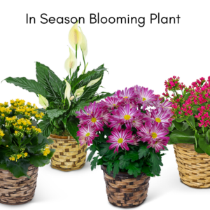 In-Season Blooming Plant