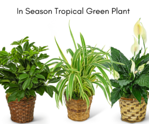 In-Season Tropical Green Plant