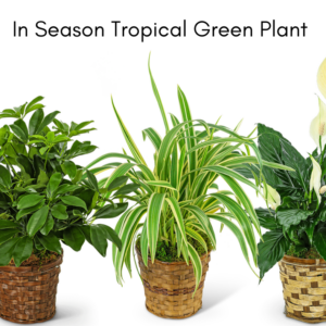 In-Season Tropical Green Plant